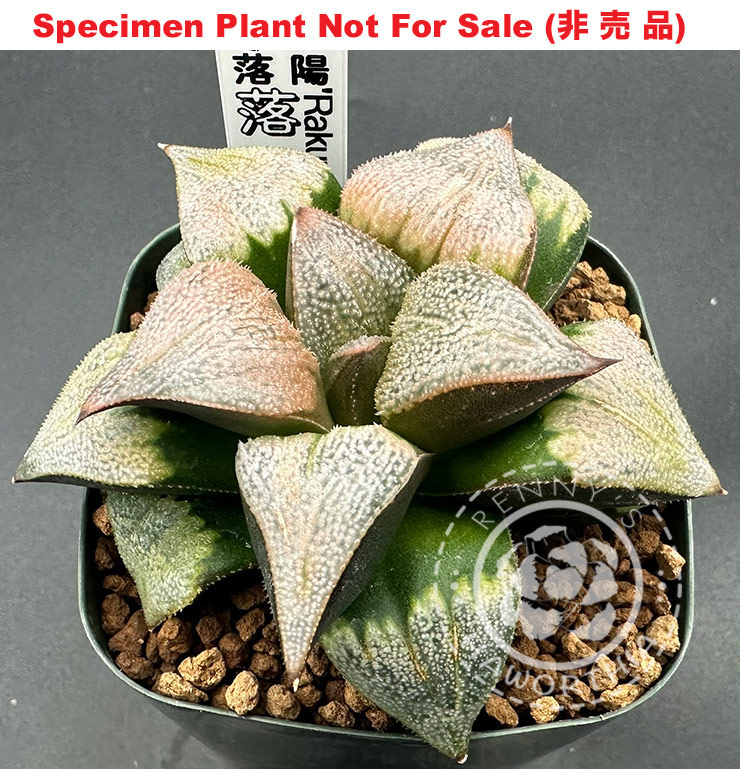 'Rakuyou'「落陽」(Large Size Plant)