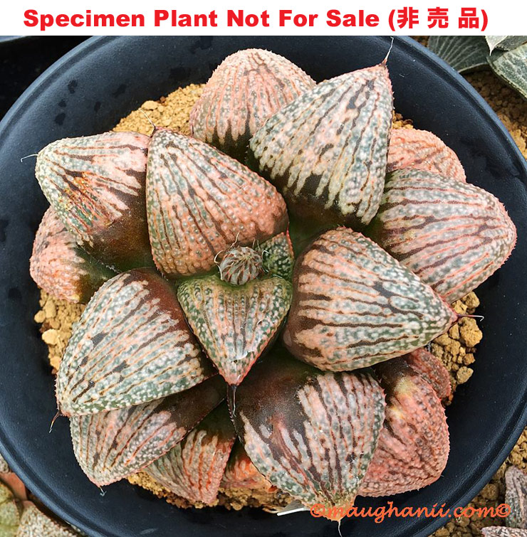 'Shinjyu Dama' (Pearl Ball)「真珠玉」(Medium Size Plant)