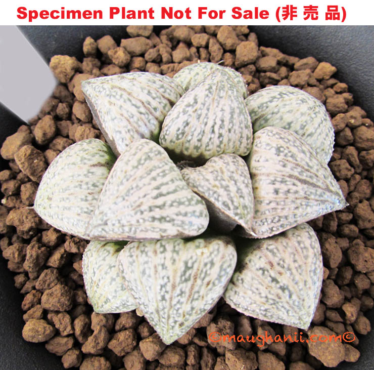 splendens 'Snow White'「スノー・ホワイト」(Large Size Plant) splendens 'Snow White'「スノー・ホワイト」(Large Size Plant)