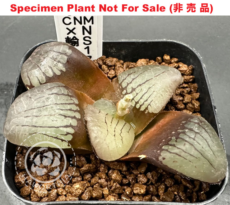 CNM XL Grower Springbok (Large Size Plant) CNM XL Grower Springbok (Large Size Plant)