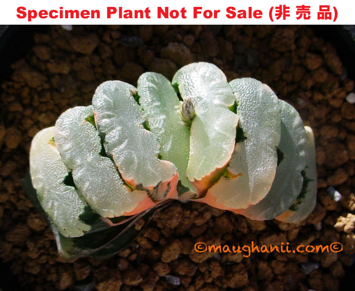 M-258 truncata magnifica「赤斑」(non-variegate) (Medium Size Plant) M-258 truncata magnifica「赤斑」(non-variegate) (Medium Size Plant)