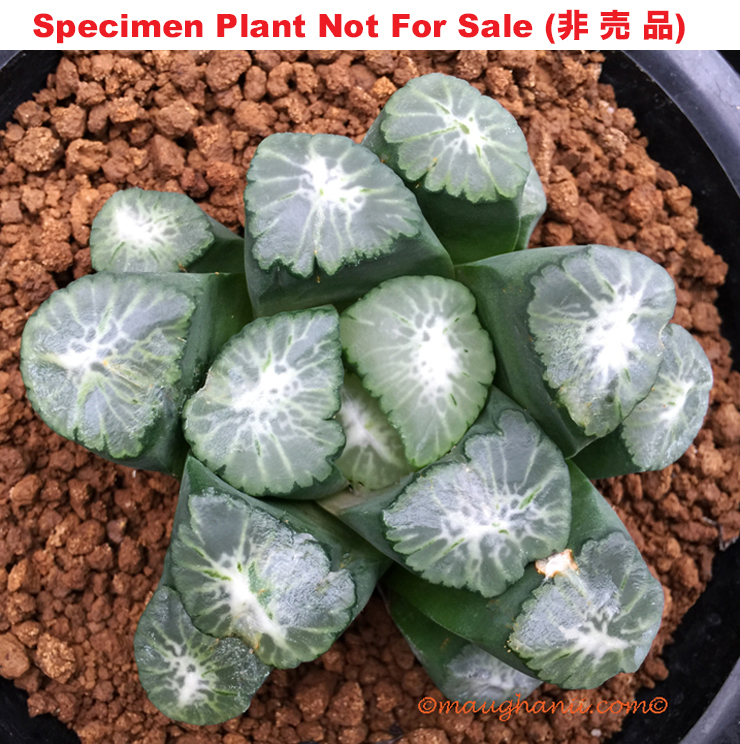 'M-150' Tsukahara seedling「M-150 塚原実生」(Large Size Plant) 'M-150' Tsukahara seedling「M-150 塚原実生」(Large Size Plant)