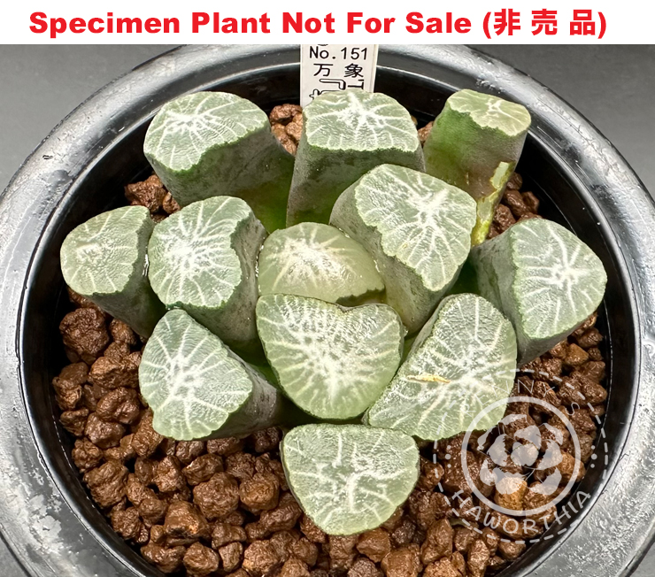 'M-151' Tsukahara seedling「M-151 塚原実生」(Specimen Size Plant) 'M-151' Tsukahara seedling「M-151 塚原実生」(Specimen Size Plant)