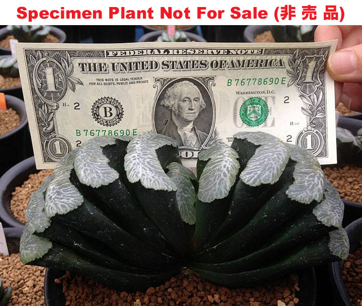 'The Niagara Falls'「尼亞加拉大瀑布」(Large Size Plant)