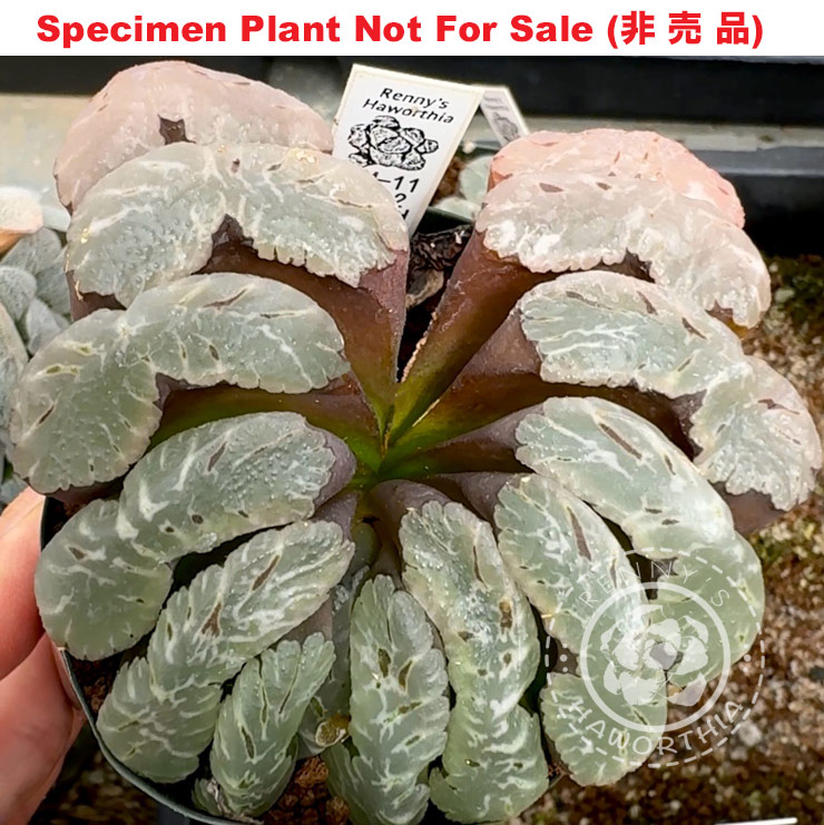 TNM-011-2012 (Extra Large Size Plant)