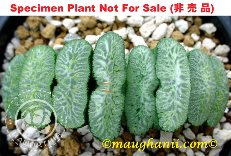 'Shimofuri'「霜降」(Large Size Plant)