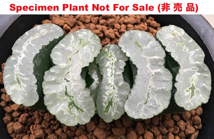 T-041 'White Shark'「白鮫」(Small Size Plant) T-041 'White Shark'「白鮫」(Small Size Plant)