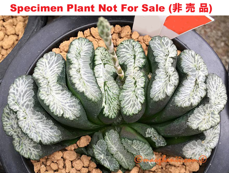 No. 131 (T-43) Tsukahara Seedling「塚原実生」(Large Size Plant)