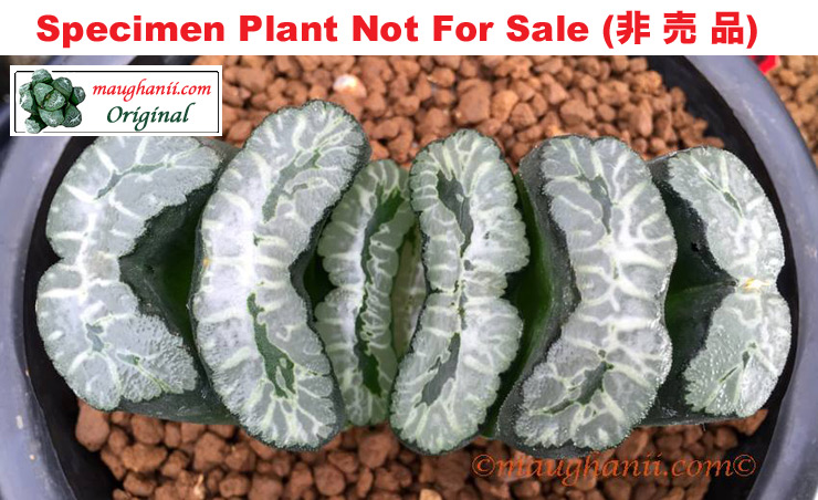 T-045-2006, Tsukahara Seedling「塚原実生」(Large Size Plant) T-045-2006, Tsukahara Seedling「塚原実生」(Large Size Plant)