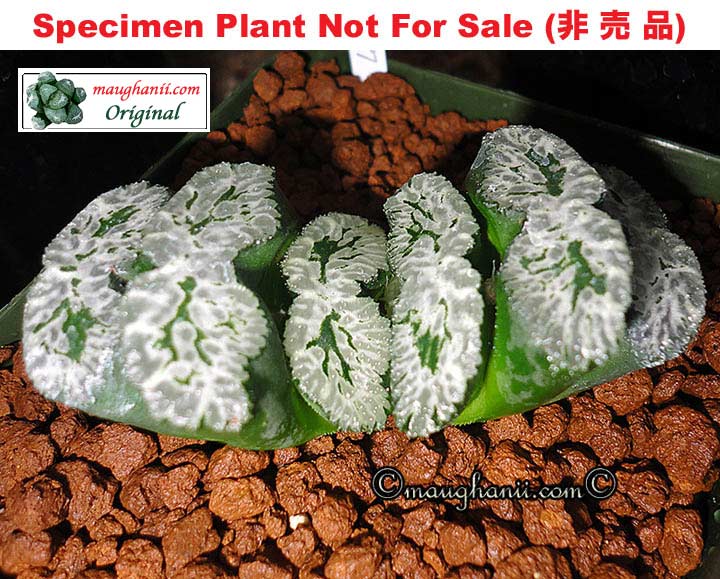 'Sasori' (Scorpion)「蠍」(さそり）(Medium Size Plant)