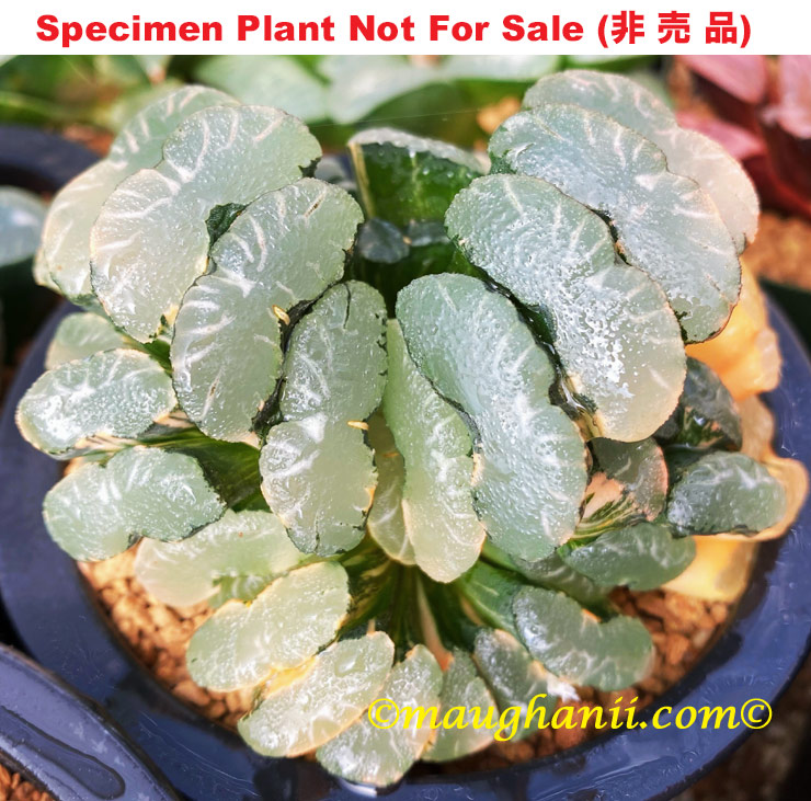 truncata congesta 'Beyonce' Nishiki「ビヨンセ錦」(斑A-2025)