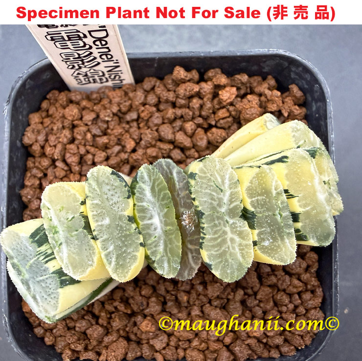 truncata 'Denei' Nishiki「電影斑」(斑A) truncata 'Denei' Nishiki「電影斑」(斑A)