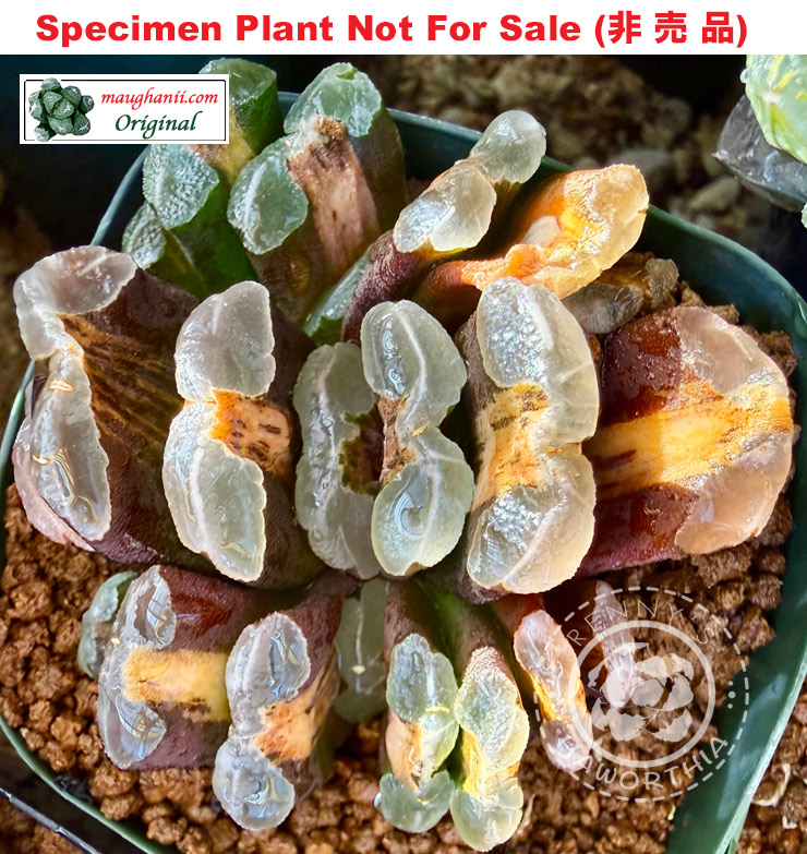 'Gold Canal'「ゴールド・カナル (黄金运河)」(Large Size Plant) 'Gold Canal'「ゴールド・カナル (黄金运河)」(Large Size Plant)