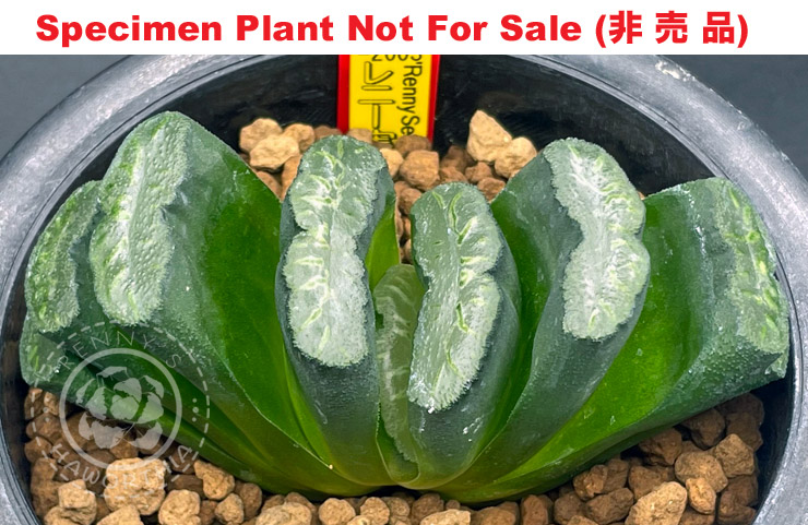 truncata 'RS No.7-2003'「玉-07-2003」(Medium Size Plant) truncata 'RS No.7-2003'「玉-07-2003」(Medium Size Plant)