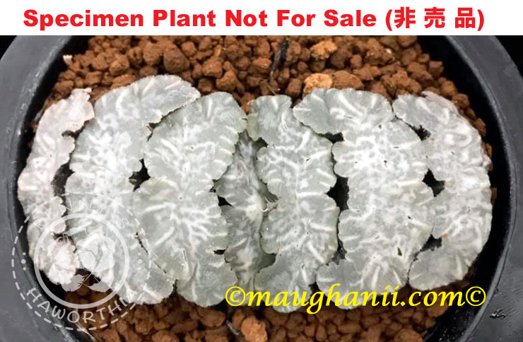 KEXTW (Large Size Plant)