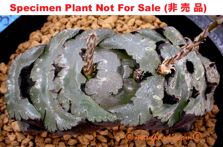 'Kiganjou Nishiki'「鬼岩城錦」variegated (Large Size Plant)