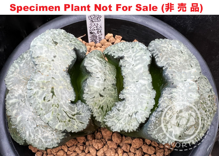 'Last Mammoth'「ラスト・マンモス (最後的猛獁象)」(Large Size Plant)