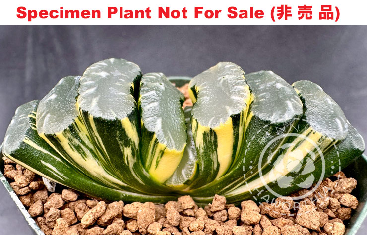 Truncata variegate「玉扇錦」(斑A-2025) Truncata variegate「玉扇錦」(斑A-2025)