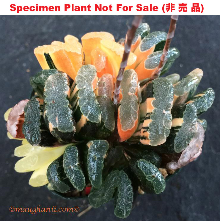 truncata Nishiki No.53「玉扇錦 No.53」(斑A-2024) truncata Nishiki No.53「玉扇錦 No.53」(斑A-2024)