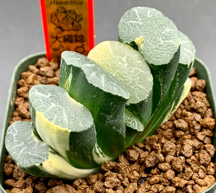 H. truncata 'Ohnawa' Nishiki super congesta H. truncata 'Ohnawa' Nishiki super congesta