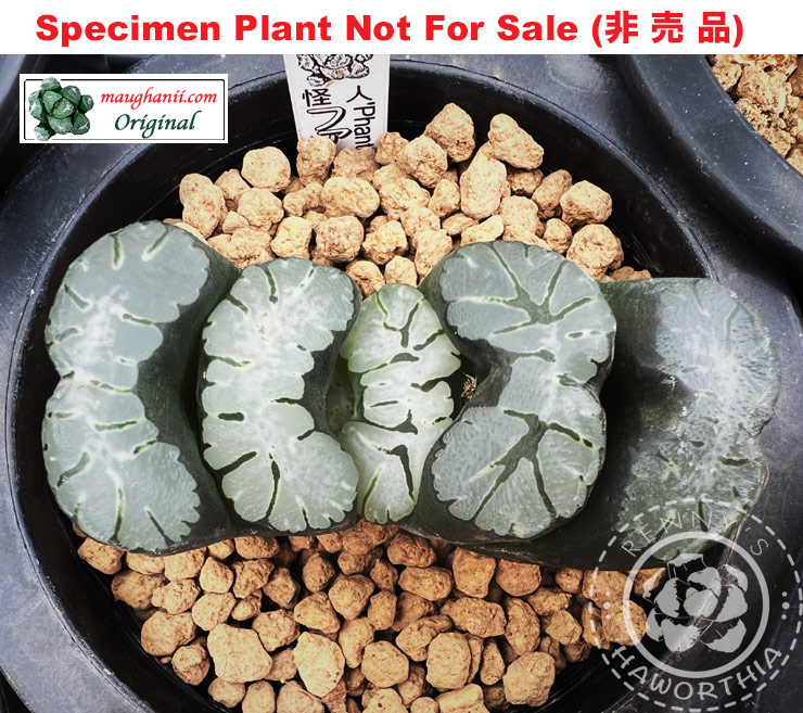'Phantom'「ファントム」(怪人)(Large Size Plant) 'Phantom'「ファントム」(怪人)(Large Size Plant)