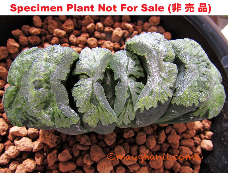 'Aosuji Ageha' 「青 条 揚 羽」(Small Size Plant) 'Aosuji Ageha' 「青 条 揚 羽」(Small Size Plant)
