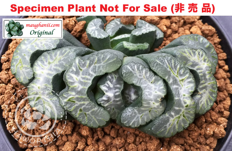 'Supersonic'「スーパーソニック(超音速)」(Large Size Plant)