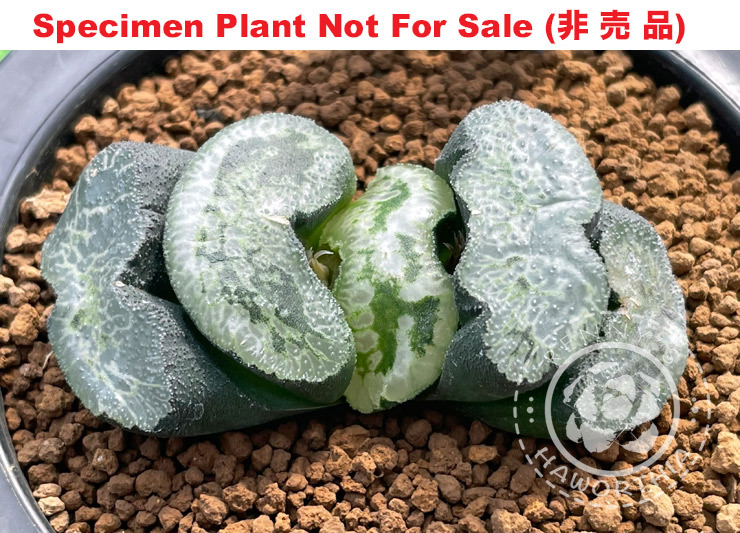 'Ryoku Ko Chou'「緑胡蝶」(Small Size Plant) 'Ryoku Ko Chou'「緑胡蝶」(Small Size Plant)
