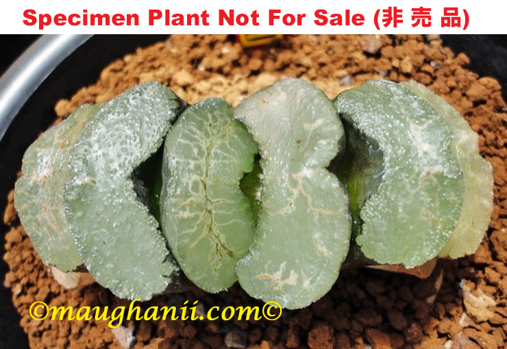 'Sharaku' Seedling「写楽実生」(Extra Large Size Plant)