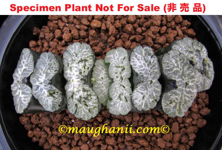 'Sumie' (Brush Ink Paiting)「墨絵」(Large Size Plant) $100 'Sumie' (Brush Ink Paiting)「墨絵」(Large Size Plant) $100