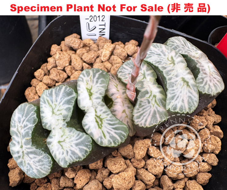 TNM-001-2012 (Large Size Plant) TNM-001-2012 (Large Size Plant)