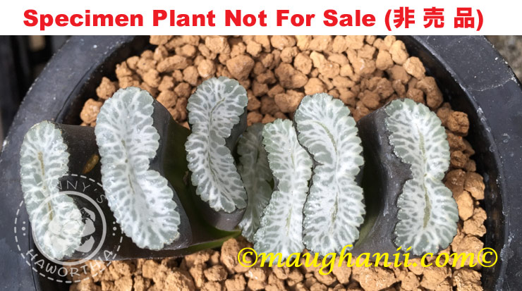 TNM-004-2012 (Specimen Size Plant)