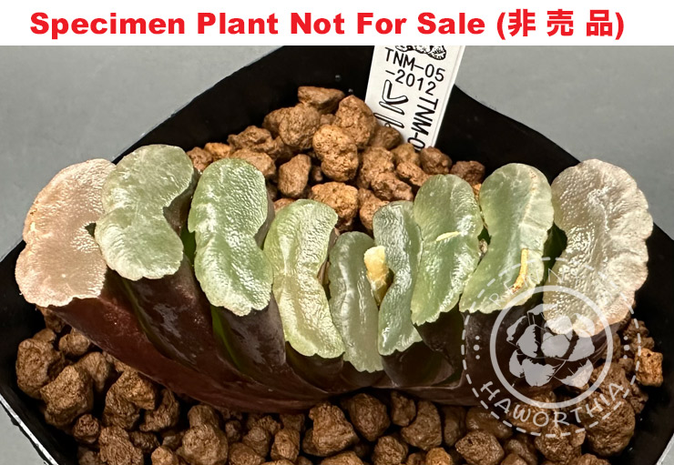 TNM-005-2012 (Small Size Plant) TNM-005-2012 (Small Size Plant)