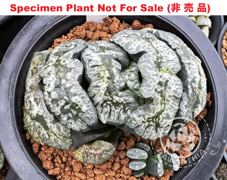 'TW No.1' (Small Size Plant) 'TW No.1' (Small Size Plant)
