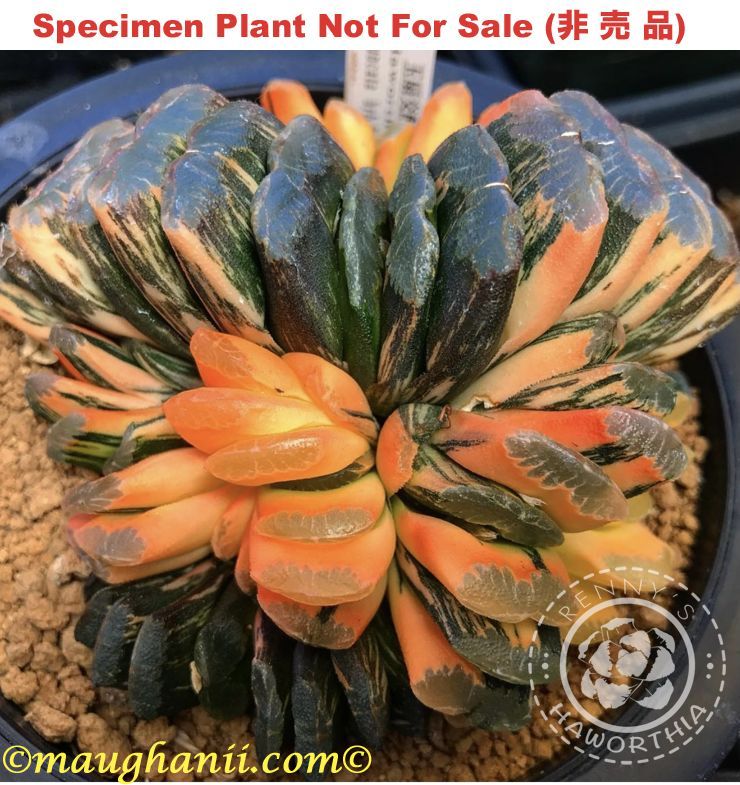 'Tapering Leaf' (Large Size Plant) (斑A-2026)