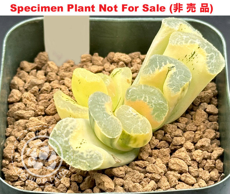 truncata 'Ukimo' Nishiki reverse varie「浮藻糊斑」(斑A) truncata 'Ukimo' Nishiki reverse varie「浮藻糊斑」(斑A)