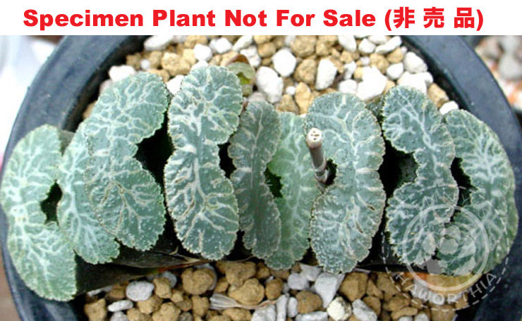 'Z-14' (Large Size Plant)