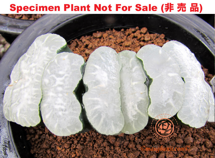 'Yukidaruma'「雪ダルマ」(Large Size Plant) 'Yukidaruma'「雪ダルマ」(Large Size Plant)