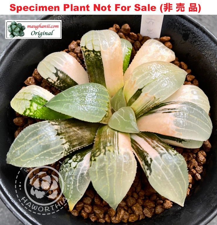 'Venice' (non-variegate)「ヴェネツェア錦」(Large Size Plant) 'Venice' (non-variegate)「ヴェネツェア錦」(Large Size Plant)