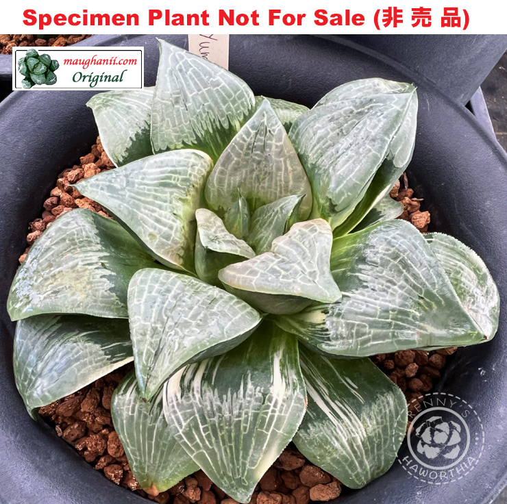'Yume' variegate「夢錦」XXL grower (斑A-2025) 'Yume' variegate「夢錦」XXL grower (斑A-2025)