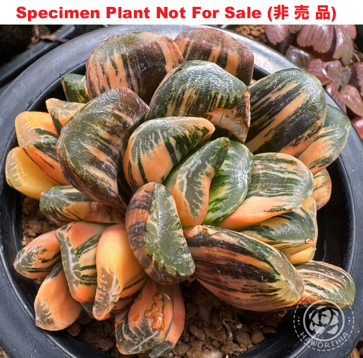 maughanii hybrid variegate「万象交配錦」(斑A-2025) maughanii hybrid variegate「万象交配錦」(斑A-2025)