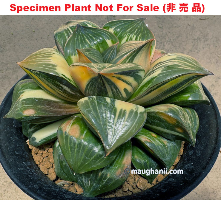 D-124 'mutica×retusa' Nishiki (Medium Size Plant) (non-varie) D-124 'mutica×retusa' Nishiki (Medium Size Plant) (non-varie)