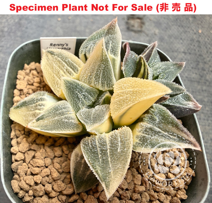 pygmaea 'Clumping' variegate「凝集」(斑A-2026) pygmaea 'Clumping' variegate「凝集」(斑A-2026)