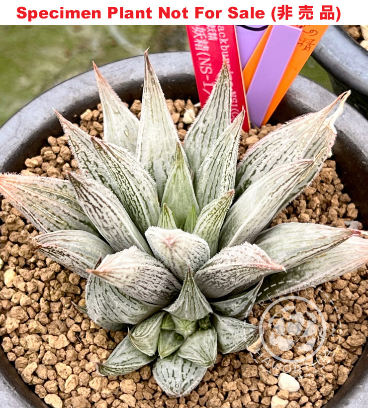 'Hikari No Yousei'「光之妖精 (NS-1/1) 」(Small Size Plant)