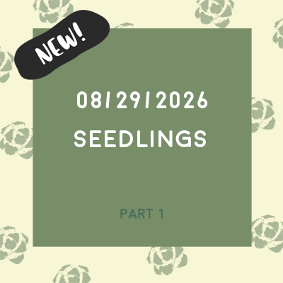 Aug. 29th, 2026 (Seedlings) Aug. 29th, 2026 (Seedlings)