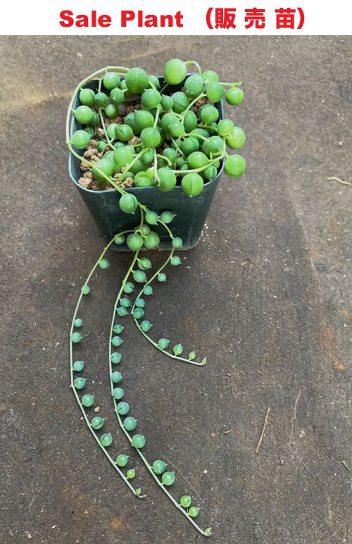 Senecio rowleyanus aka String of Pearls