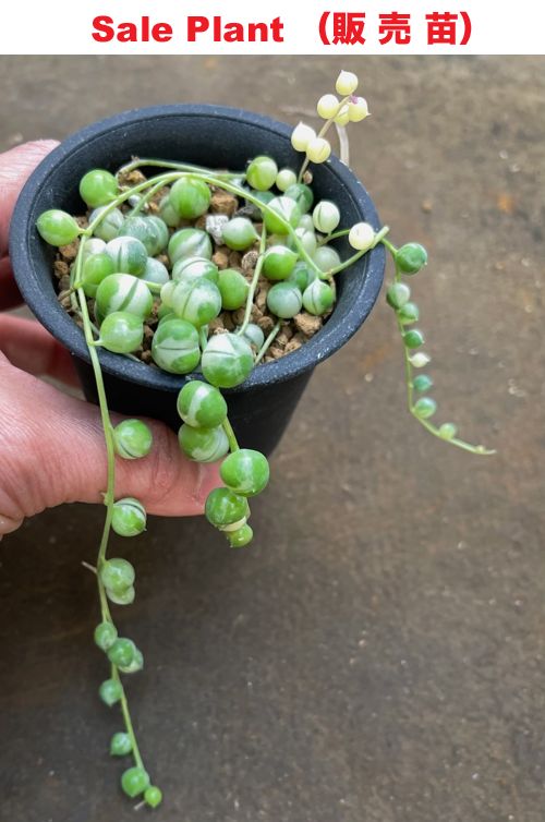 Senecio rowleyanus variegate aka String of Pearl variegate